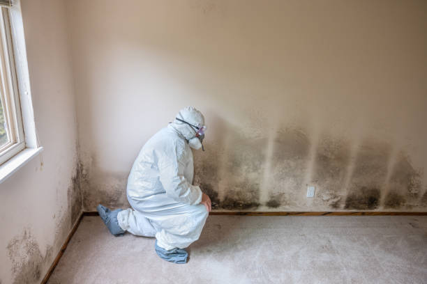 Mold Testing and Removal in Lagrange, IN